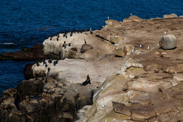 Sealions and seagulls sitting on boulder Sealions and seagulls sitting on boulder group of animals california sea lion fin fur stock pictures, royalty-free photos & images