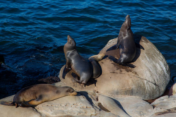 Sealions sitting on boulder Sealions sitting on boulder group of animals california sea lion fin fur stock pictures, royalty-free photos & images