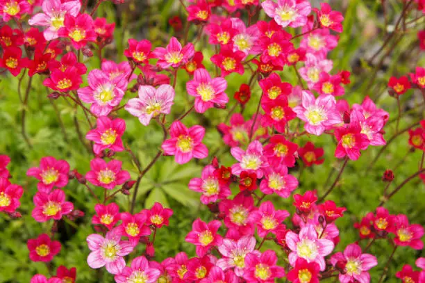 Many little pink flowers Saxifraga androsacea or Saxifraga x arendsii in green