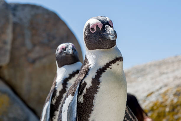 african pingüinos - nobody beak animal head penguin fotografías e imágenes de stock