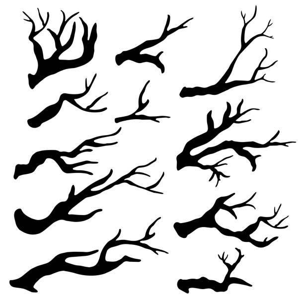 ilustraciones, imágenes clip art, dibujos animados e iconos de stock de ramas de árbol seco negro, siluetas de ramas - driftwood