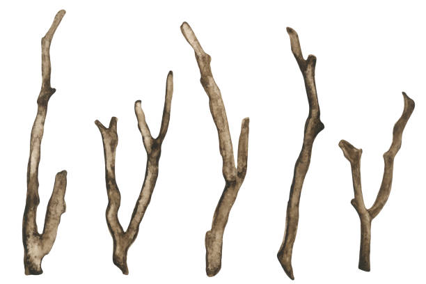 акварель сухие ветви деревьев - stick wood isolated tree stock illustrations