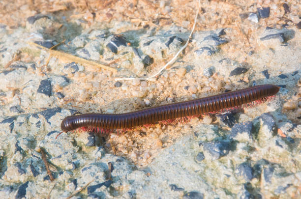 istock Scolopendra on the road close-up 939031716