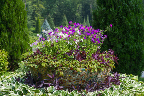 istock Flowers on the park 939032328
