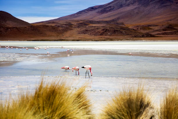istock Hedionda Lagoon in Bolivia 939034302