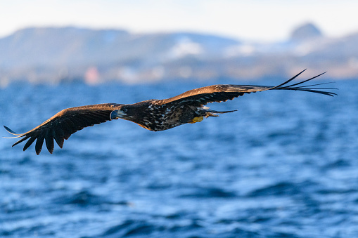 White-tailed eagle or sea eagle (Haliaeetus albicilla) hunting in the sky over a Fjord near Vesteralen island in Northern Norway.
