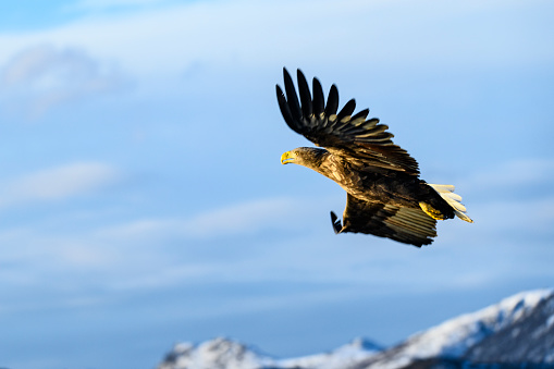 White-tailed eagle or sea eagle hunting in the sky over a Fjord near Vesteralen island in Northern Norway.