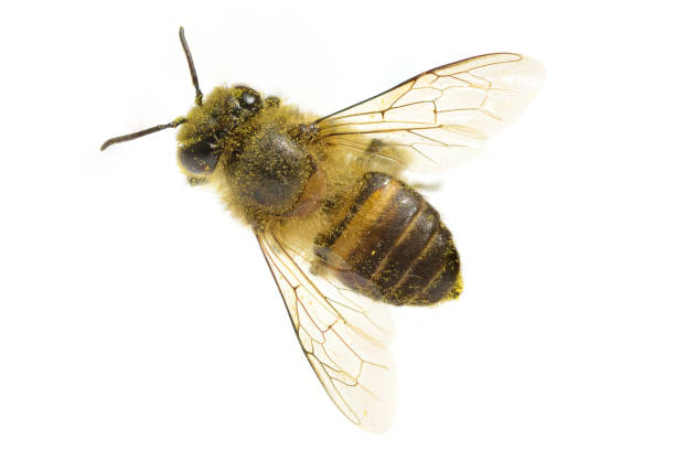 istock a Bees isolated on the white background 939039706