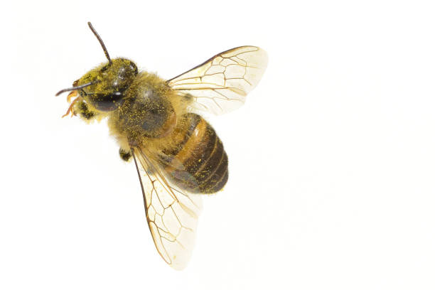 istock a Bees isolated on the white background 939039772