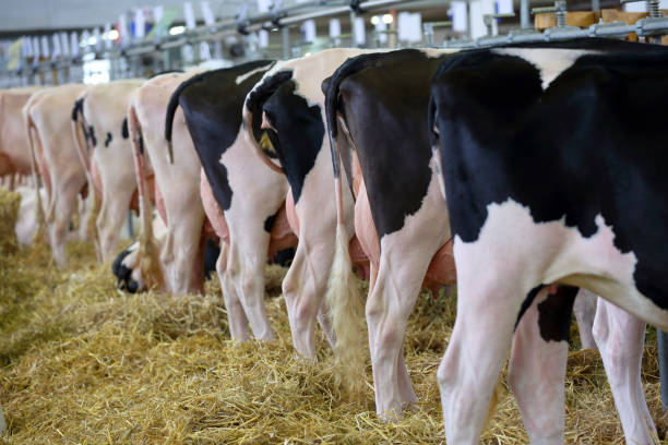 istock Black and white cows in the stable 939048122