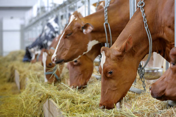 istock Brown cows eating hay in the stable 939048466