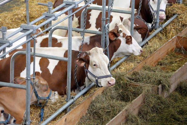 istock Brown cows eating hay in the stable 939051108