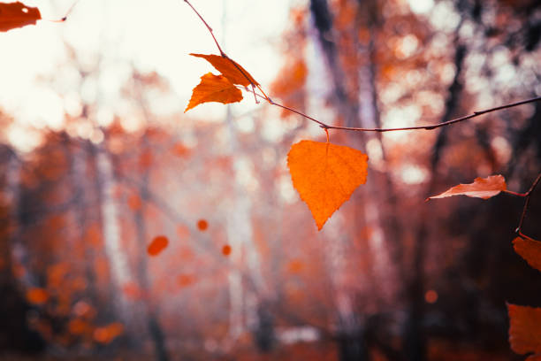 istock Autumn leaves close up on sun background 939052158