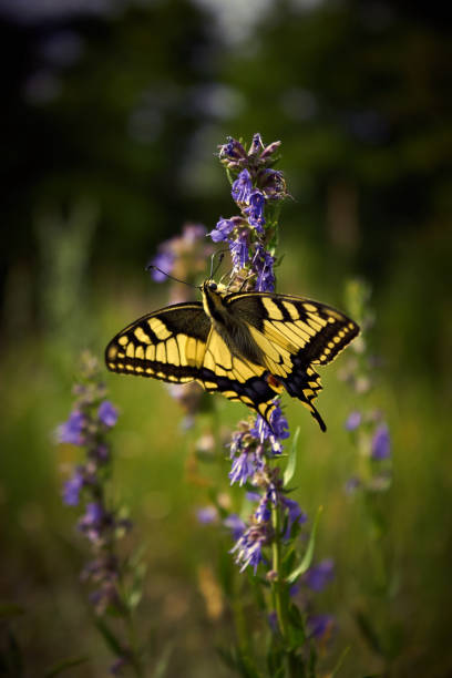 istock Beautiful butterfly Papilio Machaon 939052268