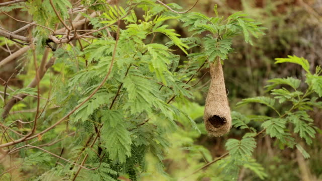 Skylark bird nest