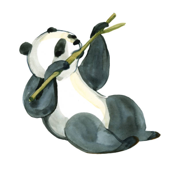 ilustracja akwarela wyizolowana na białym tle. czarno-biała panda trzyma bambusową gałąź - bamboo watercolor painting isolated ink and brush stock illustrations