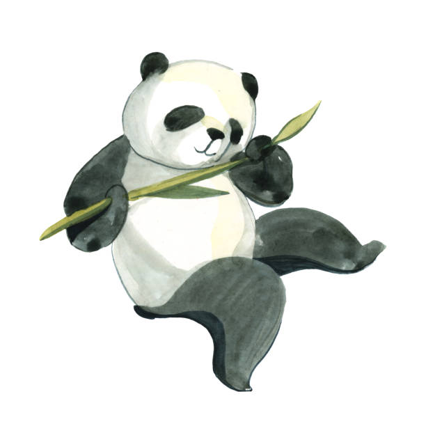 ilustracja akwarela wyizolowana na białym tle. czarno-biała panda trzyma bambusową gałąź - bamboo watercolor painting isolated ink and brush stock illustrations