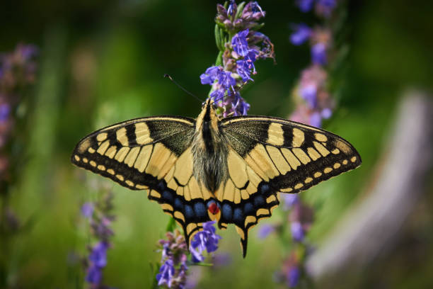 istock Beautiful butterfly Papilio Machaon 939054752
