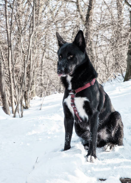 istock Dog in Snowy Landscape 939054970