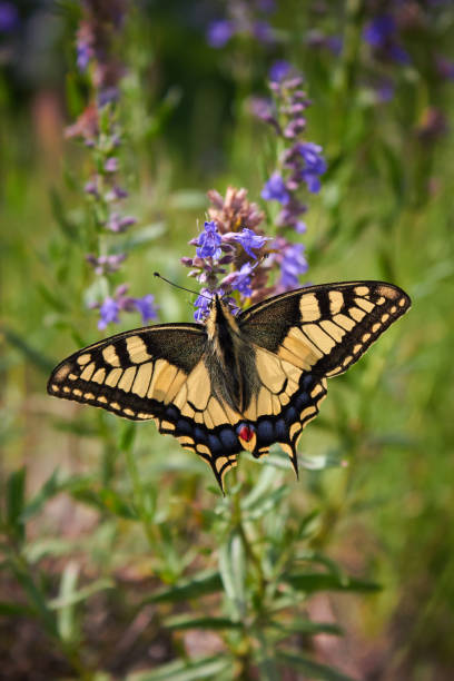 istock Beautiful butterfly Papilio Machaon 939055066