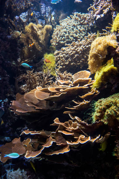 Decorative plants and ornamental fish in the aquarium.