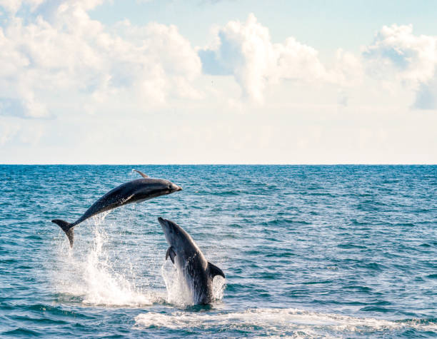 due delfini che giocano - happy dolphin foto e immagini stock