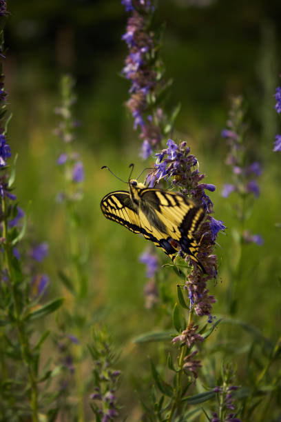 istock Beautiful butterfly Papilio Machaon 939057590
