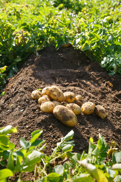 istock Pile of freshly dug potatoes on a field 939060652