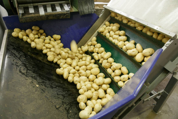 istock Fresh, cleaned and sorted potatoes on a conveyor belt 939061108