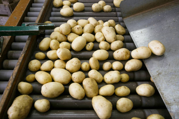 istock Fresh, cleaned and sorted potatoes on a conveyor belt 939061162