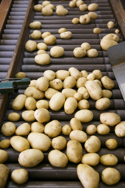 新鮮な浄化され、コンベア ベルト上のジャガイモを並べ替え - potato chip ストックフォトと画像