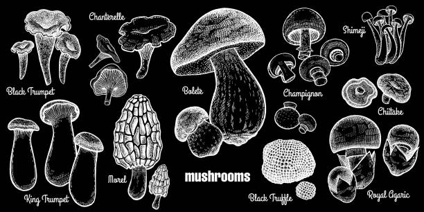 Mushrooms set illustration. Mushrooms set. Bolete, Morel, Black Truffle, Royal Agaric, Shimeji, Champignon, Chanterelle, Black Trumpet, King Trumpet. White chalk on black board. Style Vintage engraving. Vector illustration art peppery bolete stock illustrations