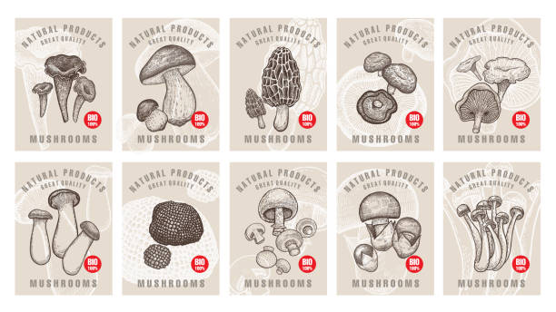 illustrations, cliparts, dessins animés et icônes de étiquettes avec champignons ensemble. - truffe champignon