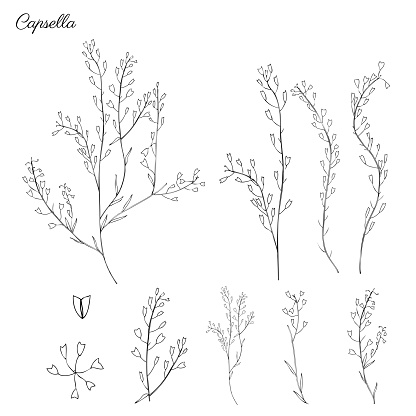 Capsella flower, Shepherd's purse, Capsella bursa-pastoris, the entire plant, hand drawn graphic vector illustration, doodle ink sketch isolated on white backdrop, contour style for design cosmetics