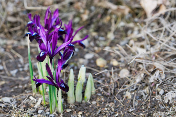 작은 파란 홍 채 (iris reticulata) 봄에서 꽃. - 5428 뉴스 사진 이미지