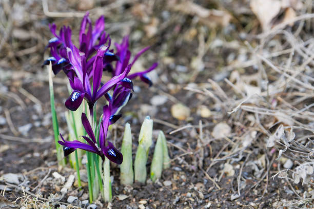 małe niebieskie irysy (iris reticulata) kwitnące na wiosnę. - 5428 zdjęcia i obrazy z banku zdjęć