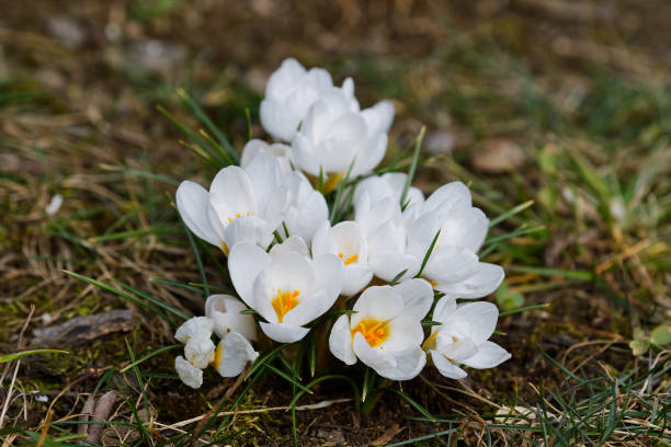 krokusy z bliska w słoneczny wiosenny dzień (crocus vernus) - 5461 zdjęcia i obrazy z banku zdjęć