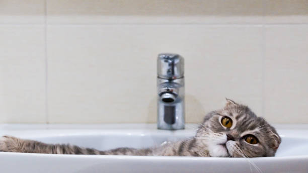 istock Scottish fold cat lying relaxed in the sink. 939079198