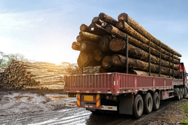 l'auto trasporta legno in un impianto di lavorazione del legno - lumber industry timber truck forklift foto e immagini stock