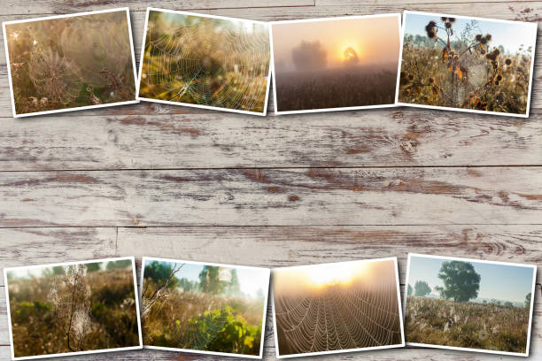 istock collage Spider web in the background of the sun. 939086254