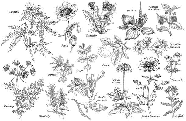 Vector set of medicinal plants. Set of vector medicinal herbs, flowers, plants, spices, fruits. Illustration of Cannabis, Poppy, dandelion, plantain, cumin, barberry, rosemary, vanilla, coffee, ginseng, chamomile, lemon, milfoil. botany stock illustrations