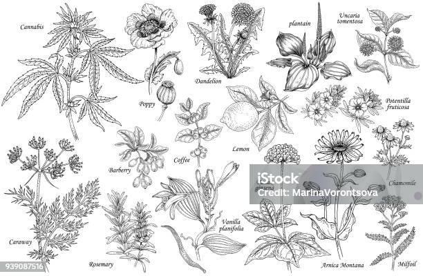 Vector Set Of Medicinal Plants Stock Illustration - Download Image Now - Herbal Medicine, Illustration, Botany