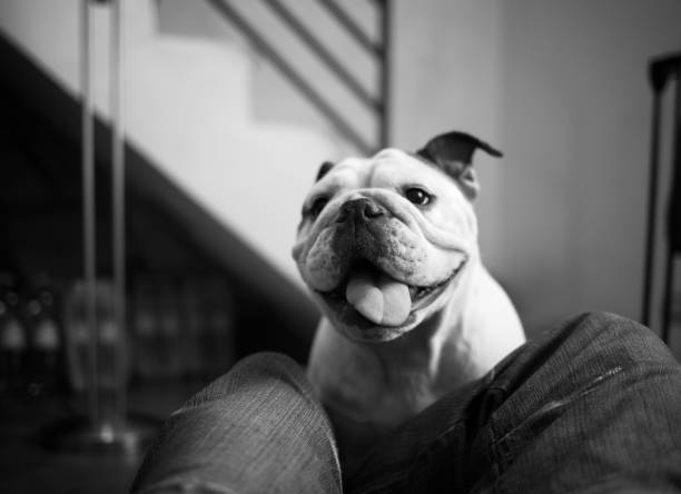 I'm lying down on the floor at home and my English Bulldog come to me