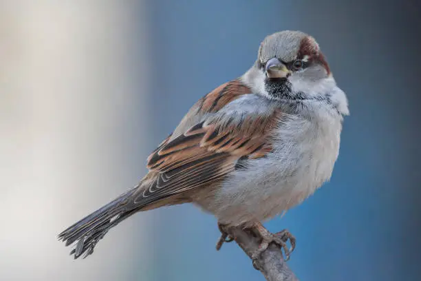 House sparrow male, Passer domesticus, Passeridae, sitting on the branch and posing, against bluish and grayish blurried background, in a sunny day