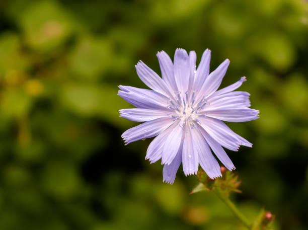 istock One chicory flower isolated with natural green background 939090110