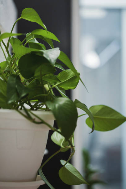 istock Piece of nature in the office 939097644