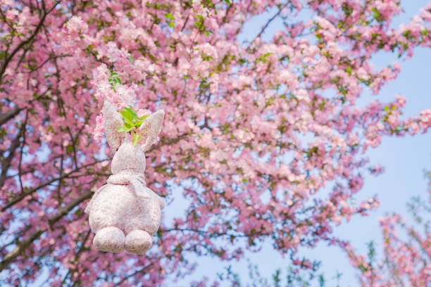 An upward-looking, wide-angle view of a cherry blossom tree in full bloom, showcasing the textured trunk and sprawling pink-covered branches against a bright blue sky. This dramatic perspective emphasizes the scale and elegance of springtime growth, ideal for themes of nature, renewal, beauty, and wonder from the ground up.