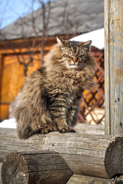 istock closed eyes siberian cat on countryside log 939099164