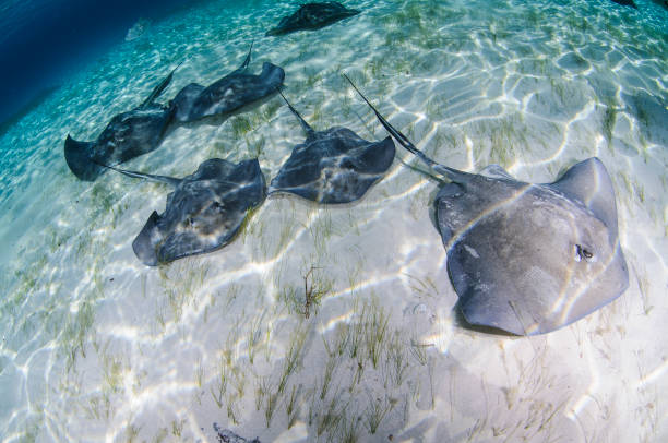 istock Sting Rays in Crystal Clear Ocean Waters of Bahamas 939099714