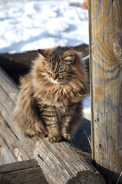 istock shame siberian cat in countryside 939100010